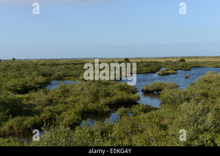 Tour d'observation au Merritt Island National Wildlife Refuge sur le point noir de la faune en Floride. Banque D'Images