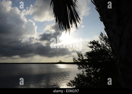 Tour d'observation au Merritt Island National Wildlife Refuge sur le point noir de la faune en Floride. Banque D'Images