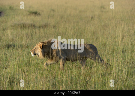 Jeune lion attaquant un homme lion pride Banque D'Images