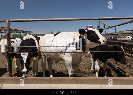 Le bétail à l'Hacienda en Feedyard Brawley dans Comté d'Imperial, en avril 2014. Proche de l'Brawley Brawley Seismic Zone (BSZ) qui connecte la faille de San Andreas et Imperial faute. Banque D'Images