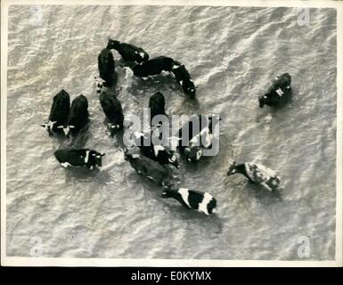 10 févr. 02, 1953 - Photo de l'air. : Les dernières scènes de la zone d'inondation d'Essex. Bovins à Foulness Island - Essex. La photo montre le bétail vu comme ils s'entassent sur le seul morceau de haute - mais non secs - Masse - à Foulness Island - Essex aujourd'hui. Banque D'Images