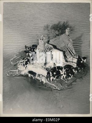 10 févr. 02, 1953 - Photo de l'air : Les dernières scènes de la Essex zone inondable. Le bétail de ferme ancienne sur Foulness Island. : photo montre les bovins parqués dans les vestiges d'une ancienne ferme située sur Foulness Island, Essex, alors qu'ils tentent de conserver à l'écart des eaux qui les entourent aujourd'hui. Banque D'Images