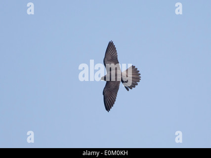 Eleonoras adultes Falcon Falco eleonorae phase sombre en vol contre ciel bleu profond kensington cliffs Chypre peut Banque D'Images