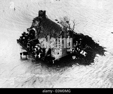 Catastrophes naturelles : inondations en 1953 la côte Est de l'Angleterre Banque D'Images