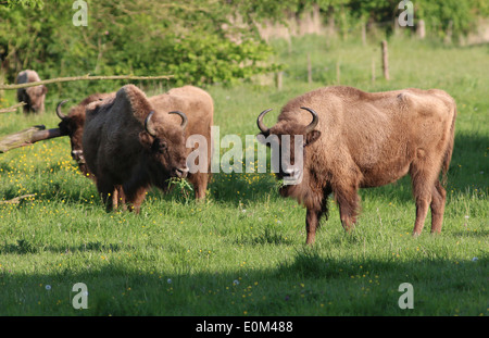 Le pâturage des troupeaux de bison d'Europe ou wisents (Bison bonasus) Banque D'Images