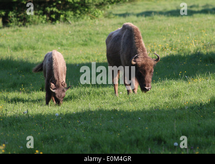 Troupeau de bison d'Europe ou wisents (Bison bonasus), ici une mère et son veau Banque D'Images