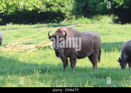 Troupeau de bison d'Europe ou wisents (Bison bonasus) Banque D'Images