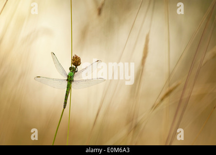 Un Green Darner dragonfly attend la fin de l'avertissement rayons du soleil du matin, de l'Oregon, USA (Anax junius) Banque D'Images