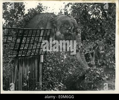 Septembre 09, 1953 - ..Elephant au fond de son jardin..aime Juno une tache de fruits : Lorsque M. Alex Smith, un expert-comptable, se réveilla à son domicile à l'avenue Somerset, crochet, sondage. ce matin, il n'en croyait pas ses yeux - au fond de son jardin était un vrai éléphant - déjeuner pommes.. L'éléphant était un Juno 10 pieds de haut femme éléphant de cirque quand est parti pour une promenade sur elle quand prises de Ghessington Zoo -- le long de la route de Kingston à bord d'un train à Esher - pour Brighton, elle a été rapidement mis en conformité une fois de plus. Photo montre après lui avoir remplir de fruits en M. Banque D'Images