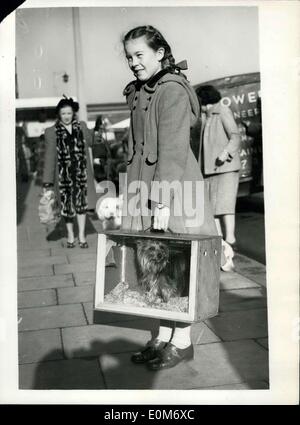 04 nov., 1953 - Mesdames Kennel Association montrent à l'Olympia : Les Dames de l'Association de chenil dog show, s'est tenue aujourd'hui à Olympie. Photo montre Doreen Murphy, 9, de Walworth, portant son Yorkshire Terrier, ''Martyn-Wyns Beau Brummel - à l'arrivée à l'Olympia aujourd'hui. Banque D'Images