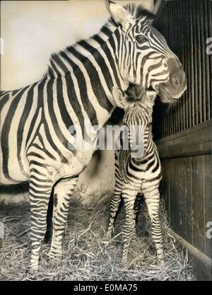 27 mars 1954 - Hier naissance : était le petit zèbre-bébé dans le zoo de Hambourg - stellingen. Avec ses grands yeux bruns il est à la recherche autour de avec impatience. par la voie, les zèbres' ''new look'' sont des rayures - comme avant. Banque D'Images