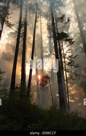 Le soleil brille à travers la fumée sur un feu de forêt sur l'Umpqua National Forest, North Carolina, USA Banque D'Images