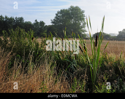 Reedmace. Typha latifolia. Tôt le matin brumeux.Septembre. Chichester Plaine. West Sussex. Banque D'Images