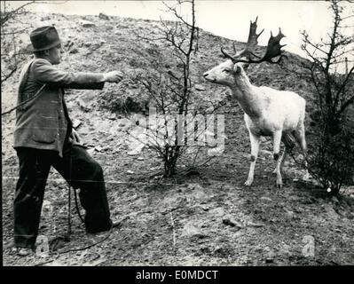 10 octobre 1954 - 5 semaine pour la chasse un cerf blanc : en blanc Cerf des animaux à Altenbourg près de Nurnberg courir loin et vivaient dans les forêts près de Nuremberg et Fürth malgré les chasseurs qui craint pour la red deer. Presque chaque jour le propriétaire du cerf pourrait approcher jusqu'à deux mètres de l'animal lui offrant un lieu de pain. En dépit de tous les moyens qu'il n'a pas été possible d'obtenir :'Hansi''. Maintenant il pris lui-même en exécutant dans une grille ouverte d'une ferme, où il était possible de l'obtenir. C'était sa fortune pour une le jour même de l'autorisation a été donnée de le tuer. Banque D'Images