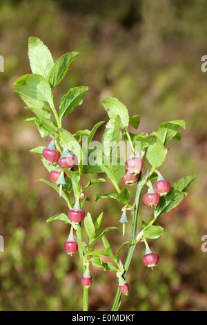 La floraison de la Myrtille Vaccinium myrtillus Banque D'Images