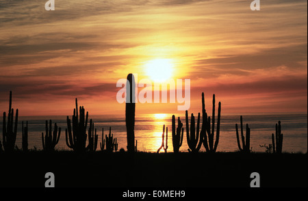 Le soleil se couche derrière un champ d'immenses cactus Saguaro, Golfe de Californie, USA (Carnegiea gigantea) Banque D'Images