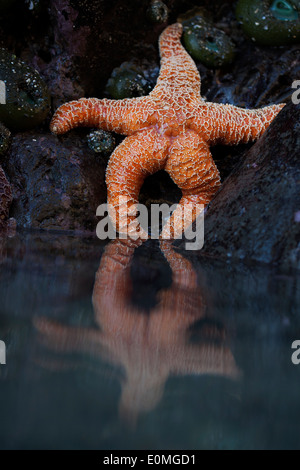 L'étoile semble lounge à marée basse, le sud de l'Oregon coast, États-Unis (Pisaster ochraceus) Banque D'Images