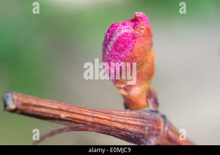 Les bourgeons de printemps bourgeonnant sur une vigne dans le vignoble. Macro avec soft focus. Banque D'Images