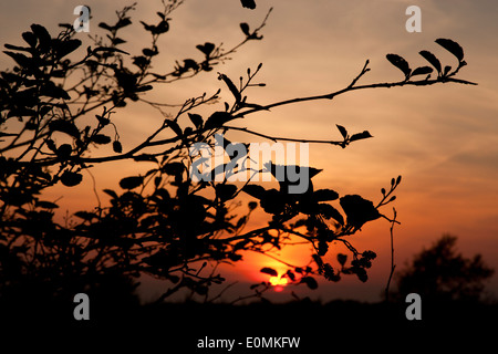 Coucher du soleil avec une silhouette arbre, Suffolk, UK. Banque D'Images