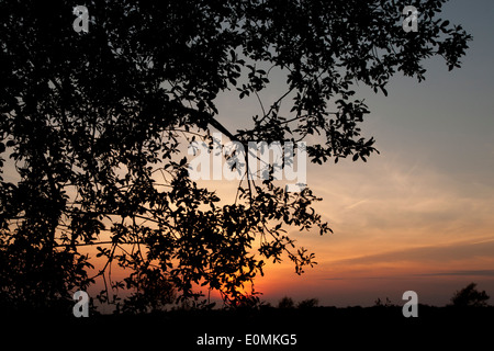 Coucher du soleil avec une silhouette arbre, Suffolk, UK. Banque D'Images