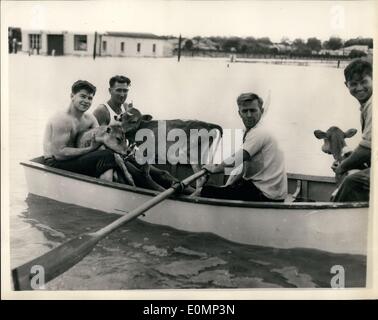 02 février 1956 - inondations en Nouvelle Galles du Sud. Les habitants de sauvetage leur bétail. Photo montre la scène comme les habitants locaux Banque D'Images