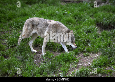 Loup gris dans un parc aux Daims Banque D'Images