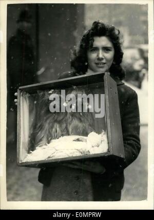 10 février 1956 - Ouverture de Cruft's Dog Show à l'Olympia. Photo montre : Anthea Burfield, de Northolt, arrive avec son Yorkshire Terriers dans une boîte de verre. Banque D'Images