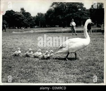 26 mai 1956 - 26-5-56 madame Swan mène sa jeune famille à travers la politique pour leur premier bain. À la plutôt comme un jeu de suivisme , mère Swan vu qu'elle mène sa famille à travers Clapham Common guardsman avec comme précision. Elle est de les prendre à l'étang pour leur premier Ã¢â'¬ËoedipÃ Banque D'Images