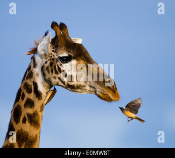 La girafe et l'oxpecker, Parc National de Masai Mara, Kenya (Giraffa camelopardalis), (Buphagus sp.) Banque D'Images