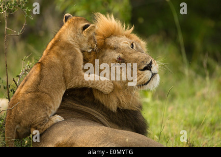 La crinière noire mâle Lion reposant avec Oursons jouant, Mara, Masai Mara, Kenya, d'Afrique (Panthera leo) Banque D'Images