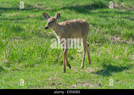 Cerf de Virginie Odocoileus virginianus, Banque D'Images