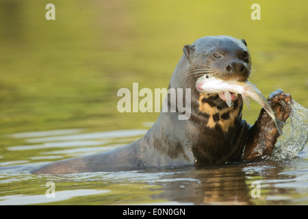 La loutre géante de manger du poisson, Mato Grosso, Pantanal, Brésil, Amérique du Sud (Pteronura brasiliensis) Banque D'Images