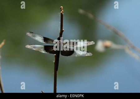 Widow Skimmer Libellule vu en appui sur un bâton, Banque D'Images