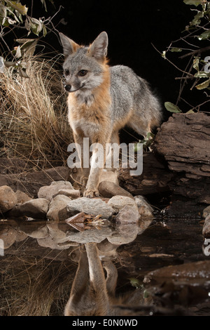 Gray Fox à un point d'eau la nuit, le sud de l'Arizona, United States (Urocyon cinereoargenteus) Banque D'Images