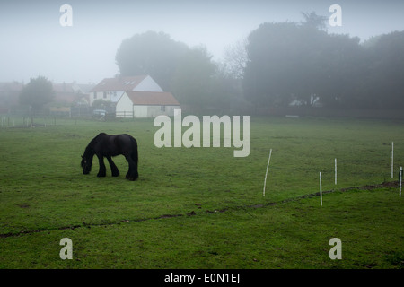 Cheval noir dans un champ vert avec brume matinale Banque D'Images