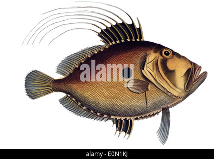 Zeus faber, également connu sous le nom de John Dory commun, est une espèce de poisson prédateur que l'on trouve dans les eaux côtières d'Europe, d'Afrique du Nord et de la mer Méditerranée. Reconnaissable à son corps large et plat et à sa tache sombre distinctive près de la tête, il s'attaque aux petits poissons et invertébrés. Banque D'Images