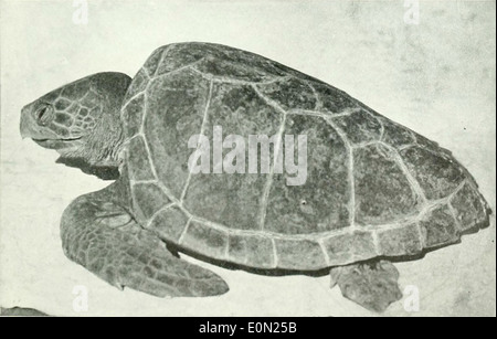 Caretta caretta, la tortue de mer caouanne, est un reptile marin trouvé dans les océans tempérés et tropicaux. Il est connu pour sa grosse tête, sa coquille dure et son comportement migratoire. Banque D'Images
