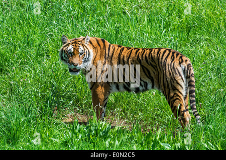 Tigre du Bengale (Panthera tigris tigris) originaire de l'Inde, le Bangladesh, le Népal et le Bhoutan dans les prairies Banque D'Images