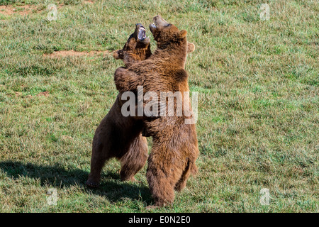 Deux ours bruns d'eurasie territorial agressif (Ursus arctos arctos) combats tandis que debout sur ses pattes Banque D'Images