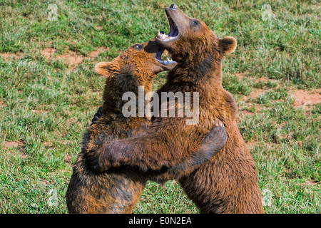 Deux ours bruns d'eurasie territorial agressif (Ursus arctos arctos) combats tandis que debout sur ses pattes Banque D'Images