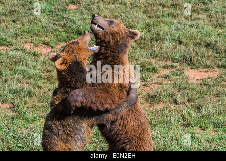 Deux ours bruns d'eurasie territorial agressif (Ursus arctos arctos) combats tandis que debout sur ses pattes Banque D'Images