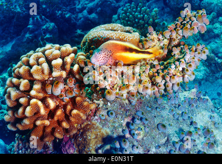 Nature sous-marin étonnant, beau jardin de coraux colorés et poissons clowns entre elle, la beauté de la nature exotique, tropical locations Banque D'Images