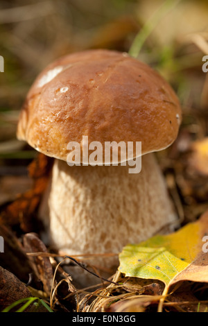 Champignon comestible sur big leg in forest Banque D'Images