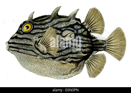 Aracana aurita, le scorpion de mer à longues épines, est une espèce de poisson marin que l'on trouve dans les eaux côtières de l'hémisphère sud. Il a des nageoires épineuses et une grande tête, qui l'aident à camoufler parmi les rochers et les coraux. Banque D'Images