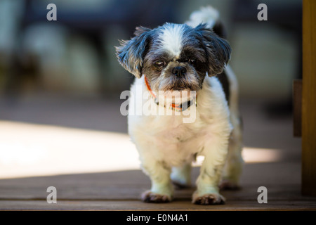 Petit chiot noir et blanc Shih Tzu regardant la caméra tête Portrait Banque D'Images