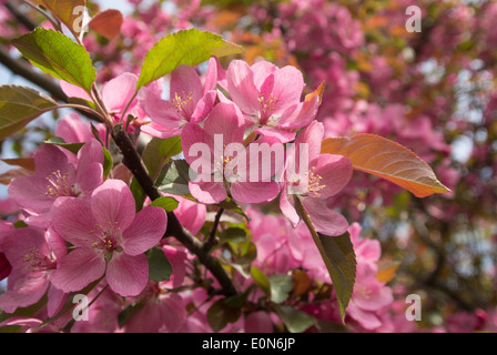 Crab Apple Blossoms. Banque D'Images