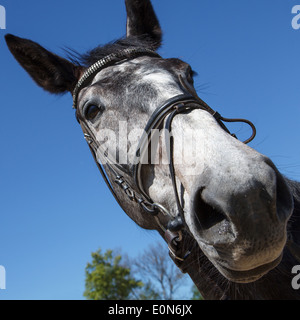 Tête de cheval Banque D'Images