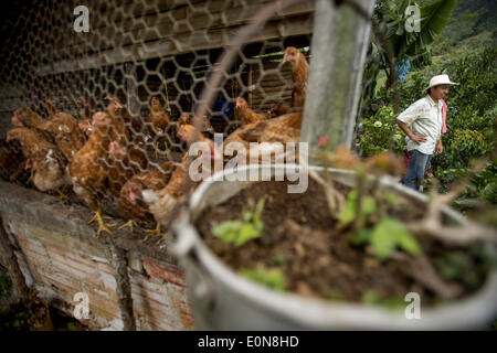 Jardin, Département d'Antioquia, en Colombie. Mar 20, 2014. Mars, 20, 2014 - Fabio Alonso Cano Reyes donne sur sa ferme, le Finca La Siemeona ce qui n'est que d'environ 5 acres dans la région de Antioquia Colombie Ministère.story Résumé :.profondément dans les vallées verdoyantes de la région d'Antioquia Ministère est Fabio Alonso Cano Reyes's Coffee finca. Finca La Siemeona a été dans la famille Cano depuis des générations. Lui et deux travailleurs de la ferme 5 hectares de terrain que ses ancêtres, bean par bean. C'est une tradition qui s'est effrité au milieu des techniques agricoles modernes que la récolte plus rapide mais la selectiv Banque D'Images