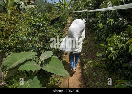 Jardin, Département d'Antioquia, en Colombie. Mar 20, 2014. Mars, 20, 2014 - Fabio Alonso Cano Reyes travaille sur le traitement du café sur sa ferme, le Finca La Siemeona ce qui n'est que d'environ 5 acres dans la région de Antioquia Colombie Ministère.story Résumé :.profondément dans les vallées verdoyantes de la région d'Antioquia Ministère est Fabio Alonso Cano Reyes's Coffee finca. Finca La Siemeona a été dans la famille Cano depuis des générations. Lui et deux travailleurs de la ferme 5 hectares de terrain que ses ancêtres, bean par bean. C'est une tradition qui s'est effrité au milieu des techniques agricoles modernes de cette récolte q Banque D'Images