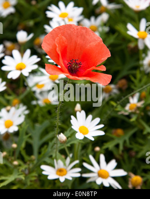 Mohnblume (Papaver rhoeas) - Rouge Coquelicot (Papaver rhoeas) Banque D'Images